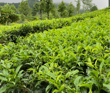 Kebun Teh