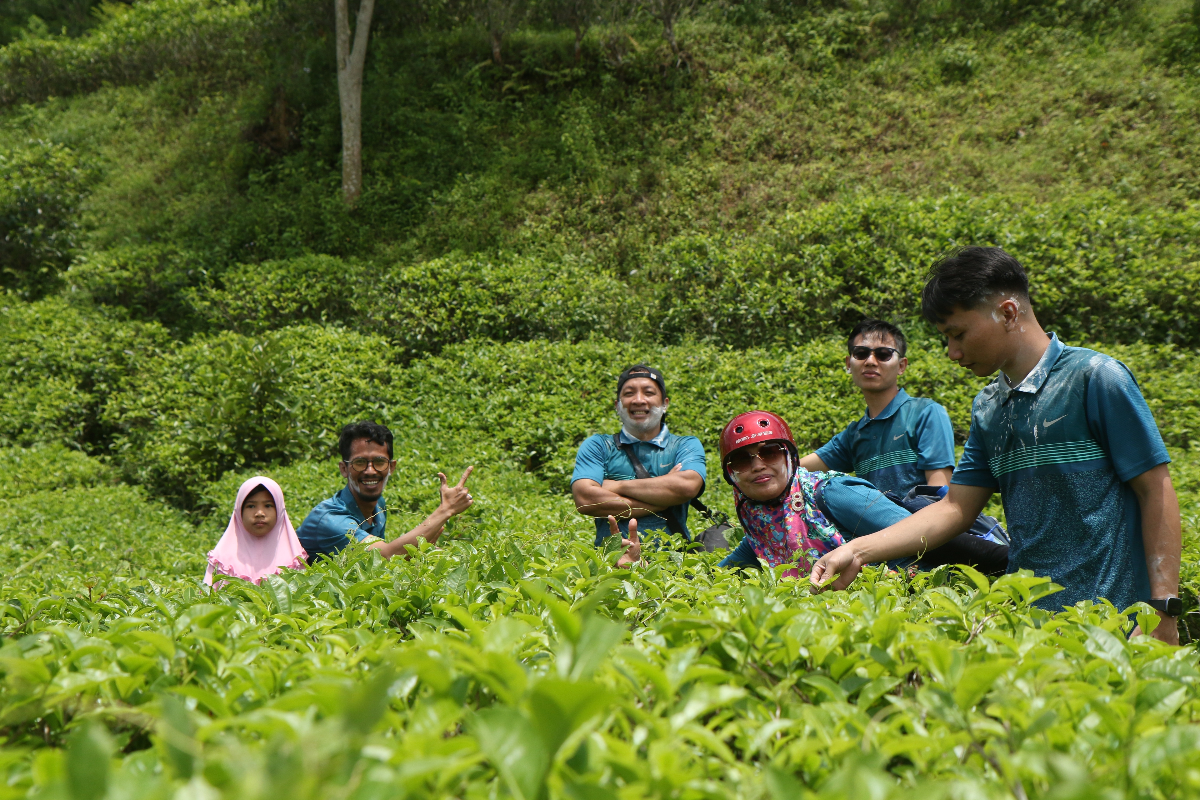 Kebun Teh