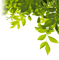 Leaves Background